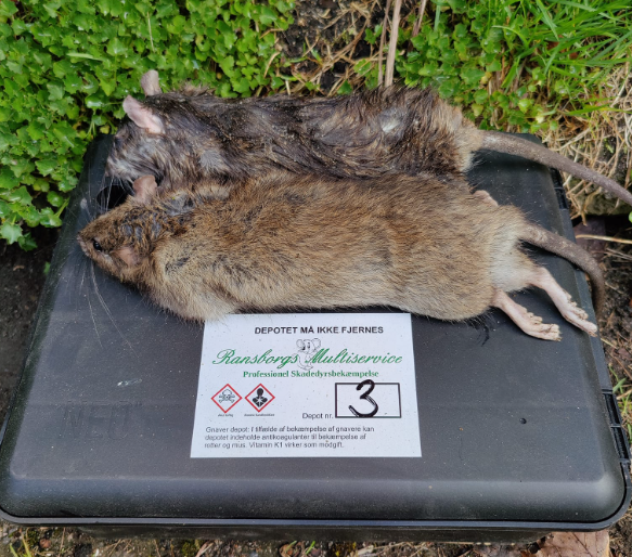 Rottebekæmpelse i Midtjylland 